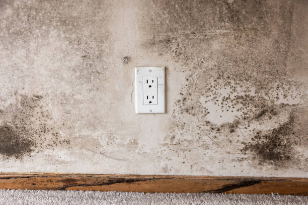 Best Mold Prevention Services  in Taft Southwest, TX