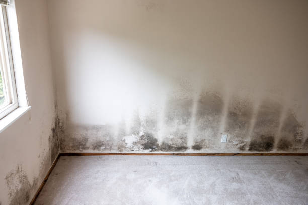 Best Crawl Space Mold Remediation  in Taft Southwest, TX