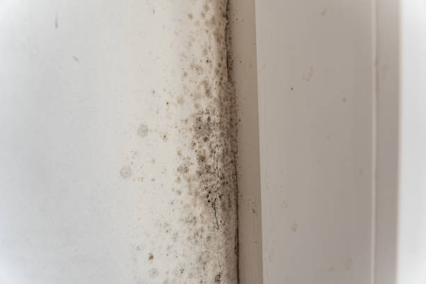 Best Mold Remediation for Healthcare Facilities  in Taft Southwest, TX