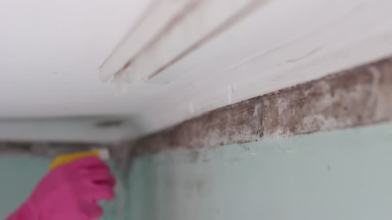 Best Basement Mold Removal  in Taft Southwest, TX
